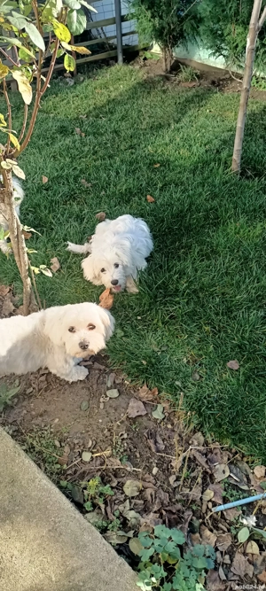 catei bichon maltez  - imagine 3
