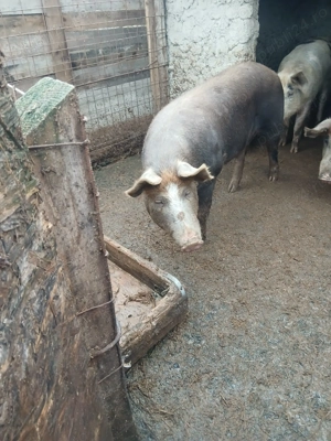 Porc de vanzare - imagine 3
