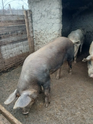 Porc de vanzare