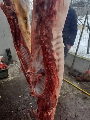 Vand carcasa porc crescut bio