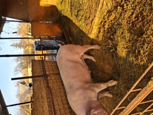 Scroafa de vanzare - imagine 2