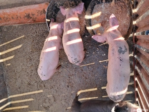 Porci de vinzare - imagine 2