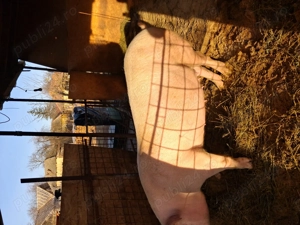 Scroafa de vanzare - imagine 3