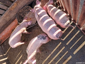 Porci de vinzare - imagine 3