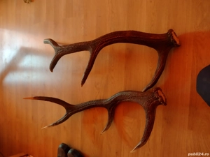 vand Pereche COARNE 4 raze 1 m lung