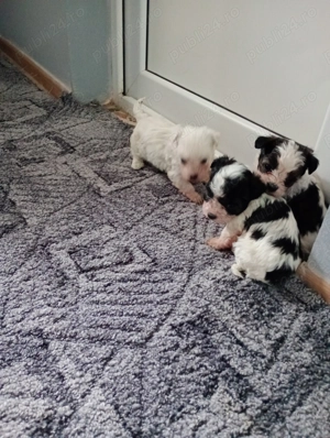 Bichoni maltezi talie mică  - imagine 2