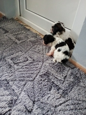 Bichoni maltezi talie mică  - imagine 3