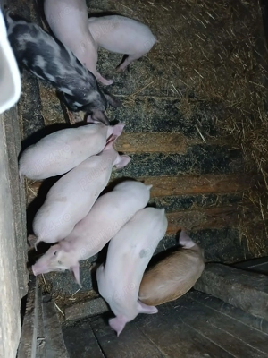 Vand purcei 8 saptamani - imagine 3