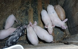 Vand purcei 8 saptamani - imagine 4