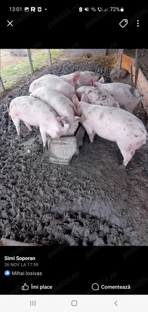  soldani 55-60 kg bio - imagine 2