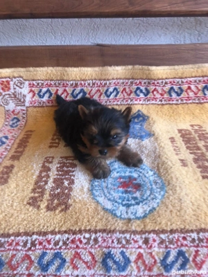 Yorkshire Terrier Toy de rasa pura cu vaccin și deparazitați și carnet se pot vedea și părinți. 