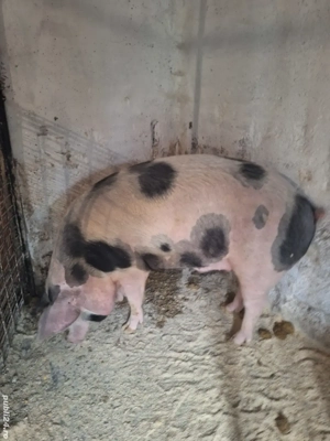  porc160-165kg    - imagine 4