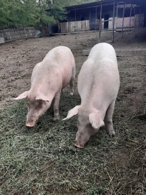 Vand carcasa porc crescut bio - imagine 2