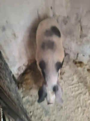  porc160-165kg    - imagine 3