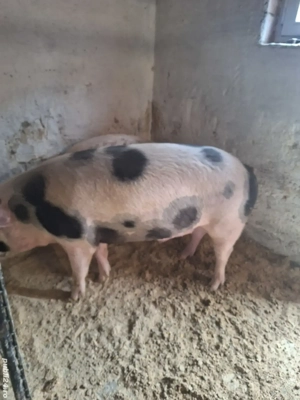 vand porc 170kg - imagine 3