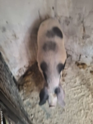 vand porc 170kg - imagine 2