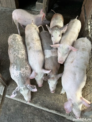 Purcei înțărcați 25 kg - imagine 2