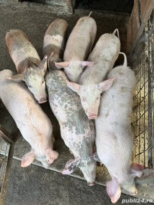 Purcei înțărcați 25 kg - imagine 4