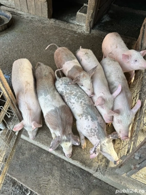 Purcei înțărcați 20-25 kg