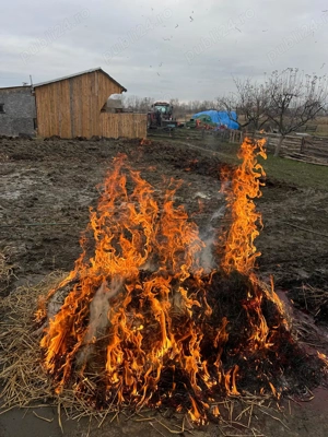 Carcasa porc - imagine 4