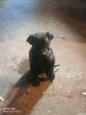 de vânzare cățel metis 