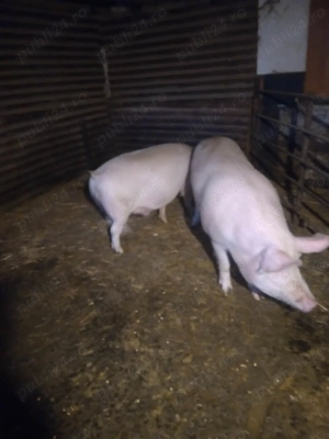 Vând porc de sacrificare   140 kg - imagine 2