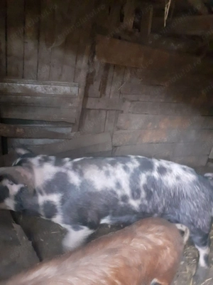 Porci de vanzare 70 kg