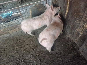 Purcei. Pereke rasa marele alb cu landras 7 săptămâni 