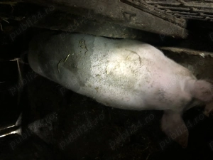 Vand porci 9 luni 100-150