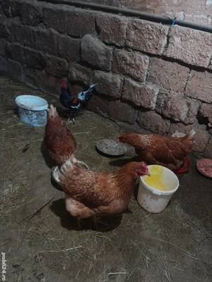 vand găini  - imagine 3