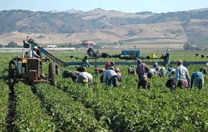 Angajam Muncitor Necalificat in Agricultura