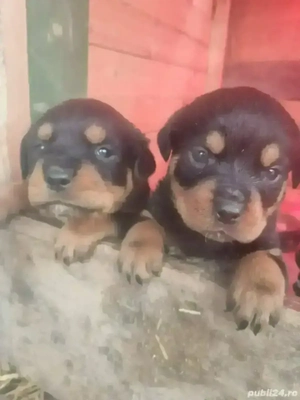 Puiuti Rottweiler 
