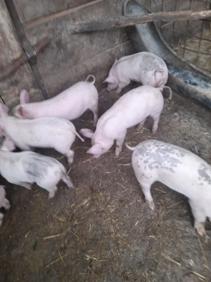 Vând purcei de 7 săptămâni  - imagine 2