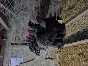 Australorp - imagine 3