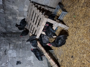 Australorp - imagine 4