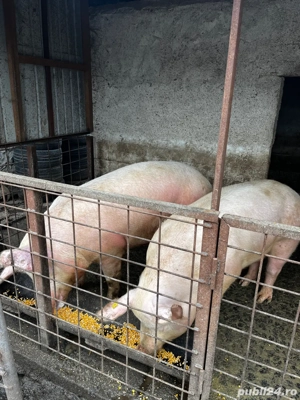 porci de vanzare - imagine 2