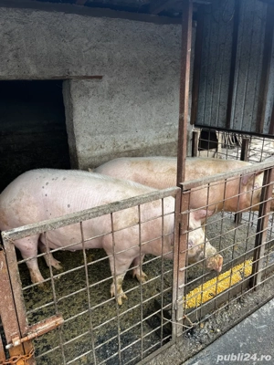 porci de vanzare - imagine 4