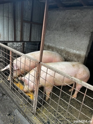 porci de vanzare - imagine 3