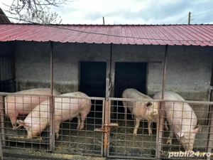 porci de vanzare