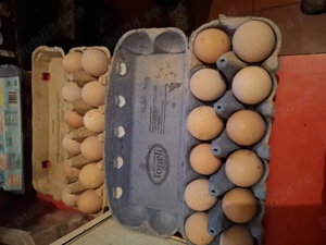 Oua Australorp pentru incubat  - imagine 5