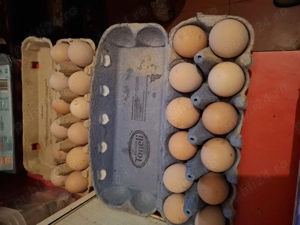 Oua Australorp pentru incubat  - imagine 4