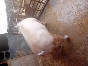 Porc de vanzare.......