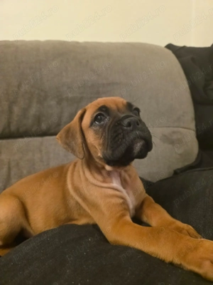 Pui boxer  - imagine 2