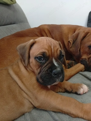 Pui boxer  - imagine 4