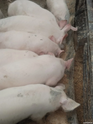 Vind purceii  - imagine 2