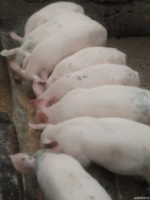 Vind purceii  - imagine 3