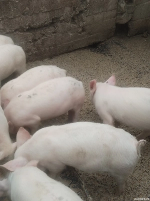 Vind purceii  - imagine 4