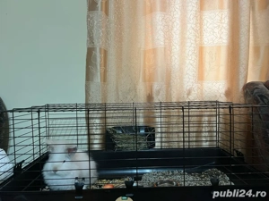 Iepuras Cap de Leu - imagine 3