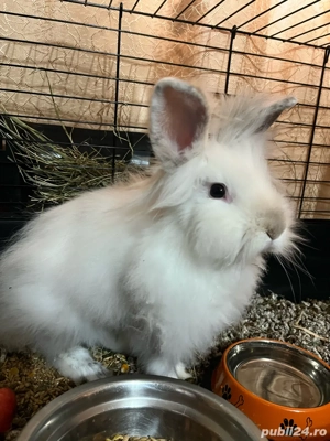 Iepuras Cap de Leu - imagine 2