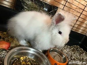 Iepuras Cap de Leu - imagine 4